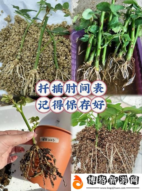 在床上的72種扦插方法:激發創造力與親密感的絕密指南
