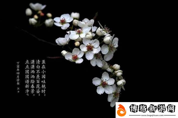 只在梨花春雨處n-網友:春雨潤心-梨花醉人