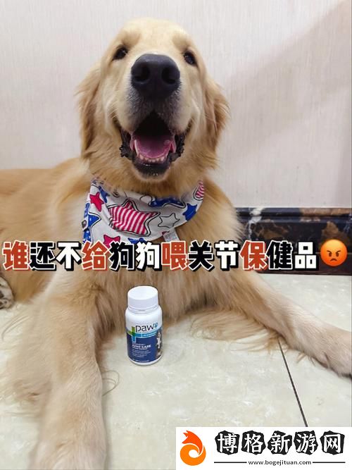 狗和人膠配方20分鐘:親密無間的情感紐帶