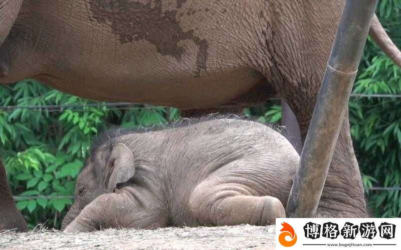 乖乖趴著-H-調教-3P-:極致刺激的多人互動場景