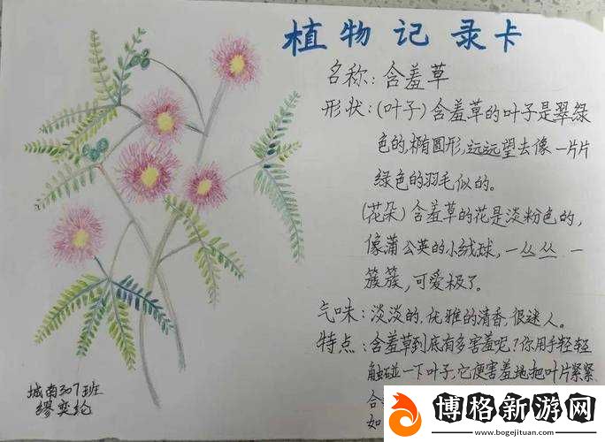 含羞草卡-1-卡-2-卡三卡-2021-精品:獨特魅力等你來探索