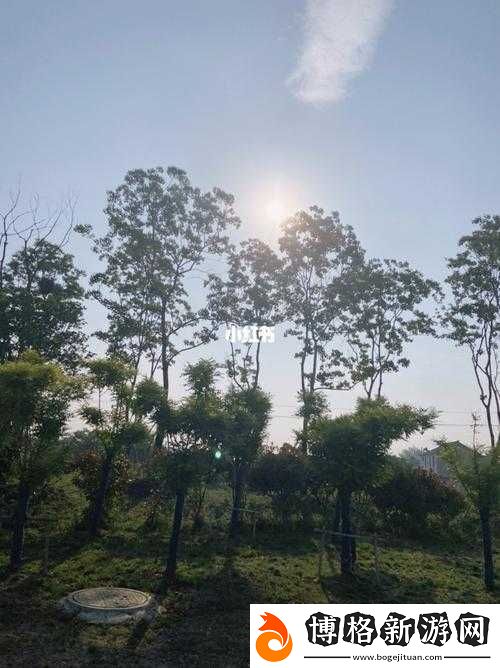 每天早上都在汆肉中度過:探尋這獨特晨間時光的奧秘