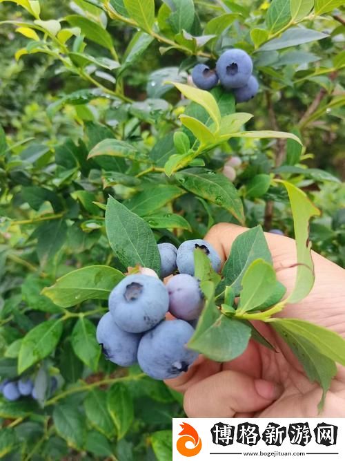 免費無遮擋藍莓-網友:這是一場視聽盛宴!