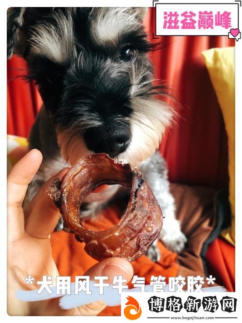 美國人與動物膠配方大全:探索動物膠的多樣用途與應用技巧