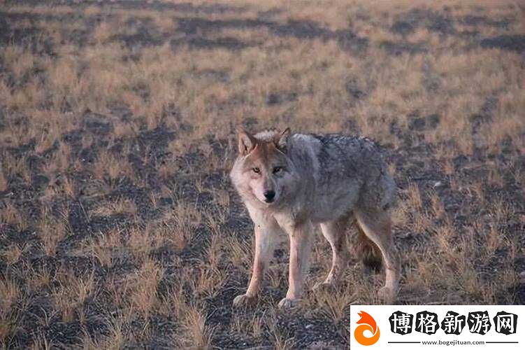 老狼在無人區表現究竟如何:深入探究其獨特行徑
