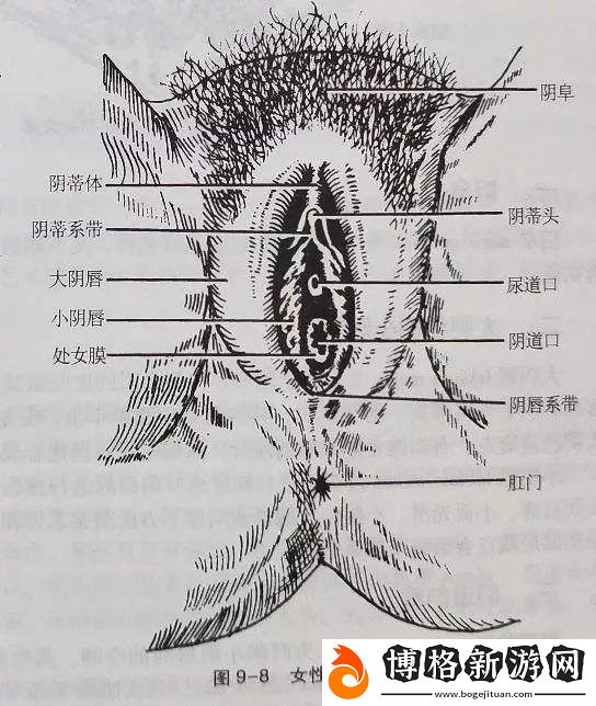 大蔭蒂BBBBBB大蔭蒂:探索內心的寧靜與美麗